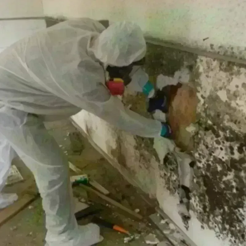 Mold Remediation and Removal in Wind Point, WI